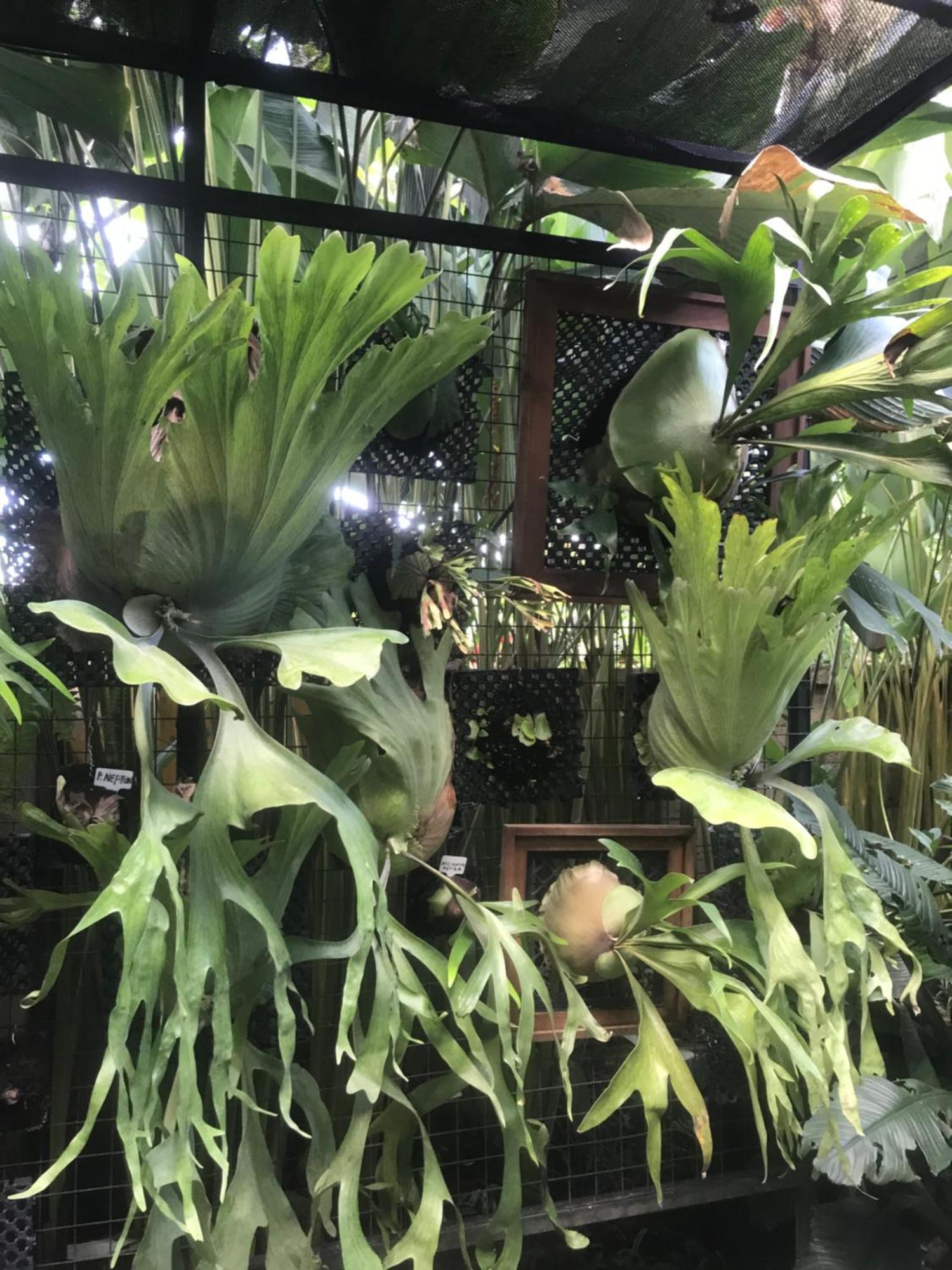 Gus Arditya Homestay Ubud Eksteriør billede