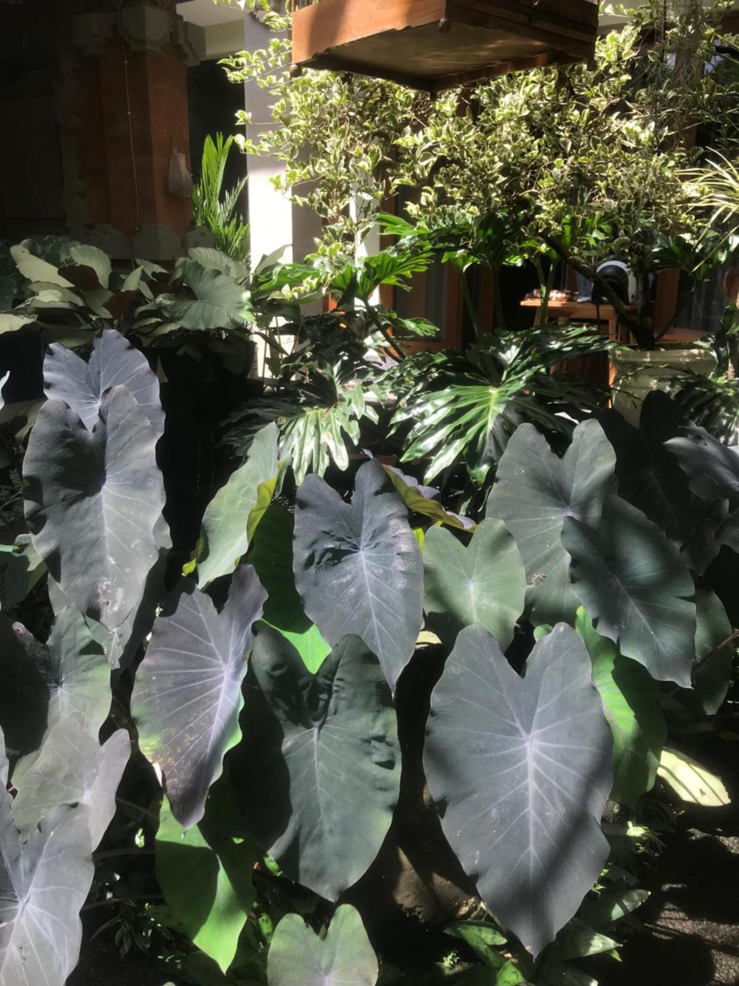 Gus Arditya Homestay Ubud Eksteriør billede